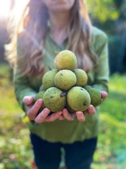 Black Walnut Husk 1:2 Tincture | 2 oz.